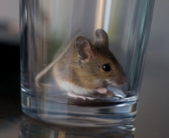 Study of rats overpopulation gay rats Transvestite orgy
